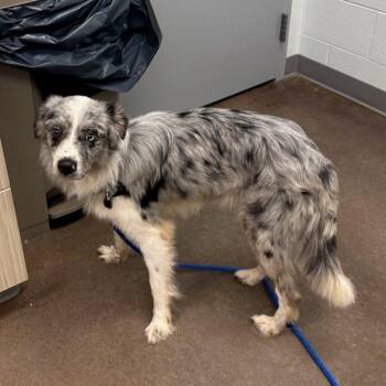 Sir Oakley -  Australian Cattle Dog Blue Heeler Dog for Adoption in Chattanooga, Tennessee - Sir Oakley | PetCurious