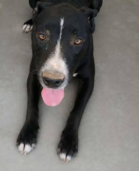 Lecia -  American Staffordshire Terrier Dog for Adoption in Kingman, Arizona - Lecia | PetCurious