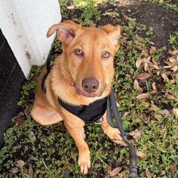 Finnick -  Retriever and Mixed Breed Dog for Adoption in San Antonio, Texas - Finnick | PetCurious