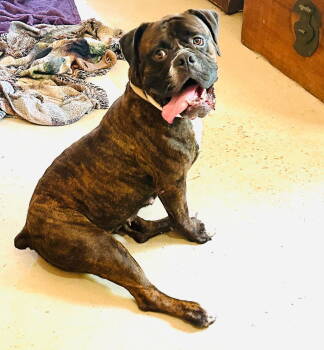 Rescue American Bulldog and English Bulldog Dogs for Adoption in New Hope, Pennsylvania - Sheeba | PetCurious