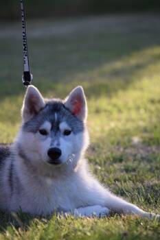 Siberian Husky Dogs Available for Adoption in Campbell, California - Razor | PetCurious