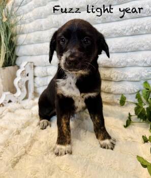Australian Shepherd Dogs Available for Adoption - Fuzz Lightyear  | PetCurious