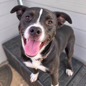 Oakley -  Husky and American Staffordshire Terrier Dog for Adoption in Brookeville, Maryland - Oakley | PetCurious