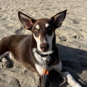 Glen -  Doberman Pinscher and Husky Dog for Adoption in Naperville, Illinois - Glen | PetCurious