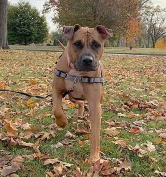 Rescue Boxer Dogs for Adoption in Palmyra, Virginia - Bailey | PetCurious
