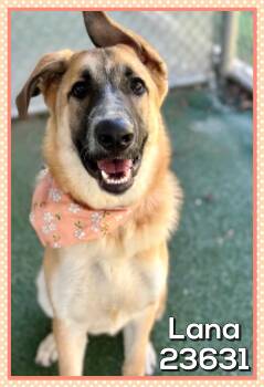 LANA -  German Shepherd Dog and Belgian Shepherd Malinois Dog for Adoption in Marietta, Georgia - LANA | PetCurious