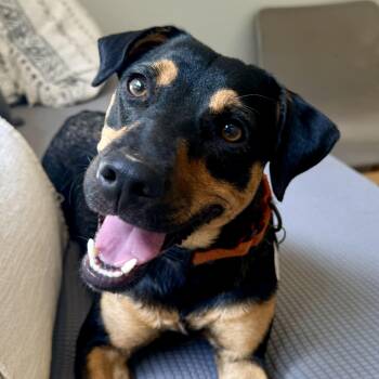 LInk so fun -  Australian Cattle Dog Blue Heeler Dog for Adoption in Mettawa, Illinois - LInk So Fun | PetCurious