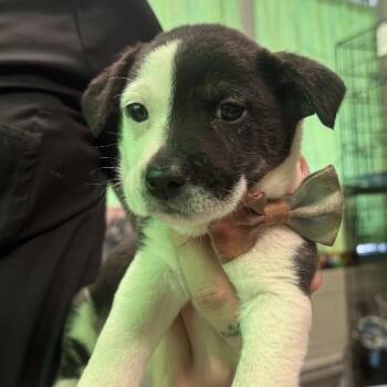 Rescue Labrador Retriever Dogs for Adoption in Huntsville, Alabama - Adeline | PetCurious