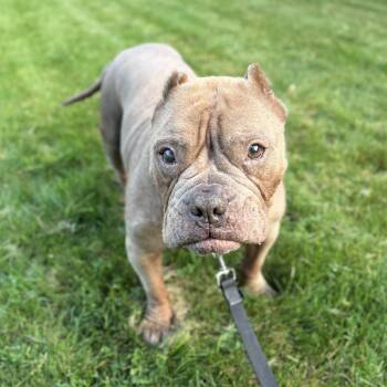 Gremlin -  American Bully Dog for Adoption in Elizabethtown, Pennsylvania - Gremlin | PetCurious