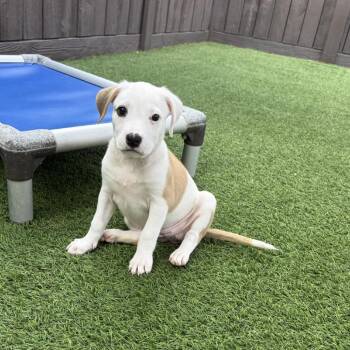 Mixed Breed Dogs Available for Adoption in Loxahatchee Groves, Florida - Lacewing 6812 | PetCurious