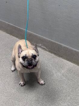 HAZY -  French Bulldog Dog for Adoption in Las Vegas, Nevada - HAZY | PetCurious