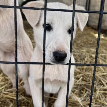 Conrad -  Mixed Breed Dog for Adoption in Moab, Utah - Conrad | PetCurious