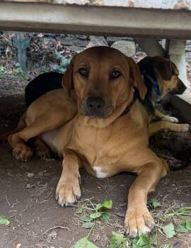 Canela -  Rhodesian Ridgeback and Black Mouth Cur Dog for Adoption in Ridgefield, Connecticut - Canela | PetCurious
