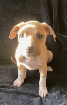 American Staffordshire Terrier and Labrador Retriever Dogs Available for Adoption - Brandy | PetCurious