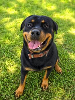 June Bug -  Rottweiler Dog for Adoption in Houston, Texas - June Bug | PetCurious