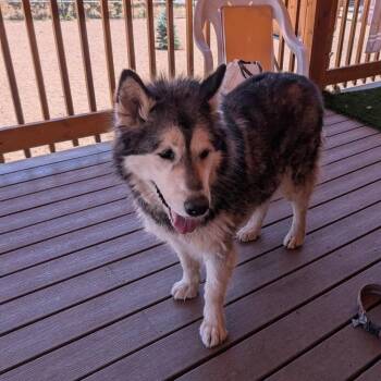 Ellie -  Siberian Husky Dog for Adoption in Phoenix, Arizona - Ellie | PetCurious