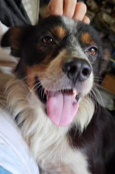Rescue Australian Shepherd Dogs for Adoption in Nokomis, Florida - Henry | PetCurious