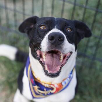 LYON -  Labrador Retriever Dog for Adoption in San Antonio, Texas - LYON | PetCurious