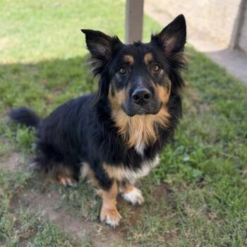 PIE -  Cardigan Welsh Corgi and German Shepherd Dog Dog for Adoption in Modesto, California - PIE | PetCurious