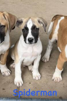 Boxer Dogs Available for Adoption in Semmes, Alabama - Spider Man | PetCurious