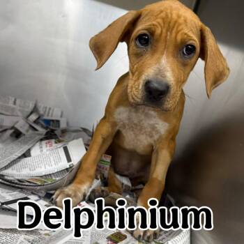 Delphinium -  Coonhound and Mixed Breed Dog for Adoption in Franklin, North Carolina - Delphinium | PetCurious