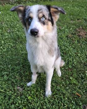Bandit -  Australian Cattle Dog Blue Heeler Dog for Adoption in Fairmont, West Virginia - Bandit | PetCurious