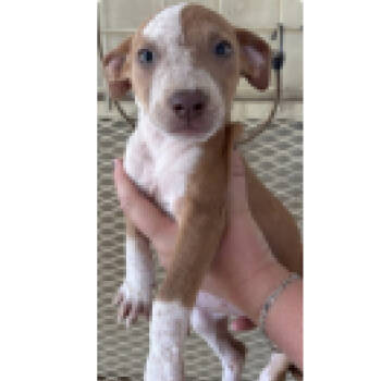 Rescue Terrier and Mixed Breed Dogs for Adoption in Austin, Texas - Sadie | PetCurious