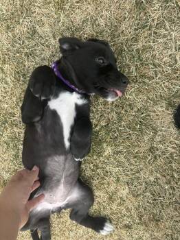 Labrador Retriever Dogs Available for Adoption in Colorado Springs, Colorado - Rosalita | PetCurious