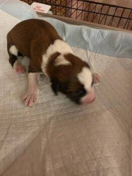 PennieDee (WhiteCollar) -  Boxer and Mixed Breed Dog for Adoption in Simcoe, Ontario - PennieDee (WhiteCollar) | PetCurious