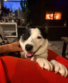 Mixed Breed Dogs Available for Adoption in Wilsall, Montana - Shug | PetCurious