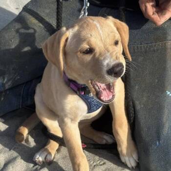 A.J. -  Yellow Labrador Retriever Dog for Adoption in Long Beach, Washington - A.J. | PetCurious