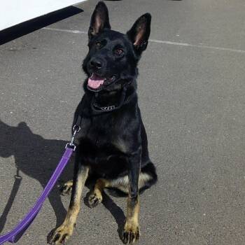 Sombra -  German Shepherd Dog Dog for Adoption in Phoenix, Arizona - Sombra | PetCurious