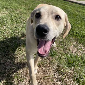 Rescue Yellow Labrador Retriever Dogs for Adoption in Spring, Texas - Brandi | PetCurious