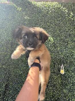61304672 -  Shepherd and Mixed Breed Dog for Adoption in El Paso, Texas - 61304672 | PetCurious