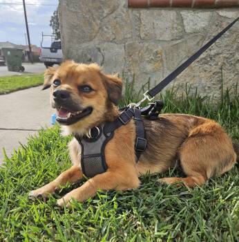 Rescue Pomeranian and Terrier Dogs for Adoption - Max | PetCurious