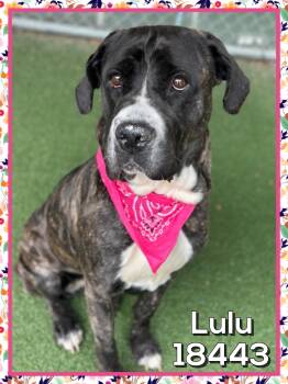 Cane Corso Dogs Available for Adoption in Marietta, Georgia - LULU | PetCurious