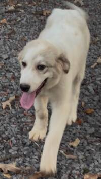 Aspen -  Great Pyrenees Dog for Adoption in Zimmerman, Minnesota - Aspen | PetCurious
