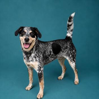 Tucker -  Bluetick Coonhound and Australian Cattle Dog Blue Heeler Dog for Adoption in Heber Springs, Arkansas - Tucker | PetCurious