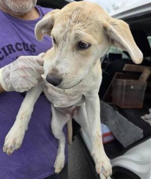 Labrador Retriever Dogs Available for Adoption - PEEP | PetCurious