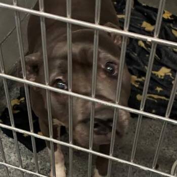 Neema -  Mixed Breed Dog for Adoption in Jeffersonville, Indiana - Neema | PetCurious
