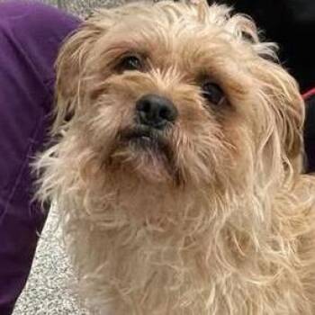 Appa -  Mixed Breed Dog for Adoption in Bentonville, Arkansas - Appa | PetCurious