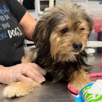 Neptune -  Yorkshire Terrier and Chihuahua Dog for Adoption in Trenton, New Jersey - Neptune | PetCurious