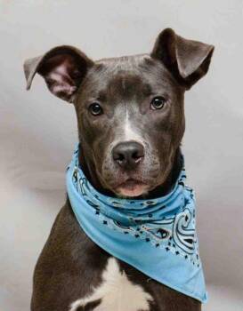 Terrier Dogs Available for Adoption in Sanford, Florida - Zero | PetCurious