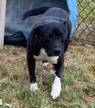 Pit Bull Terrier and Australian Cattle Dog Blue Heeler Dogs Available for Adoption in Conway, South Carolina - John Wayne | PetCurious