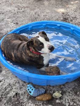 Hound and Boxer Dogs Available for Adoption in Umatilla, Florida - Zeke *Trained & SPONSORED* | PetCurious