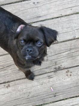 Lola Falana -  Chihuahua and Dachshund Dog for Adoption in Clay, New York - Lola Falana | PetCurious