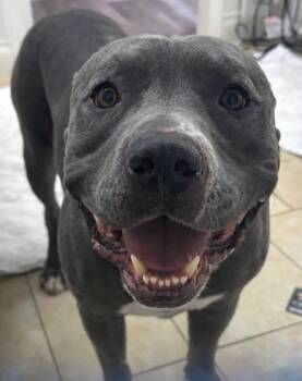 Pit Bull Terrier Dogs Available for Adoption in Oriskany, New York - Tankie | PetCurious