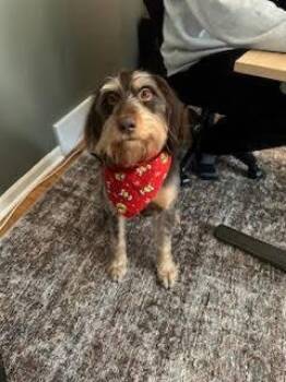 Schnauzer Dogs Available for Adoption in Ashville, Ohio - Bodie | PetCurious