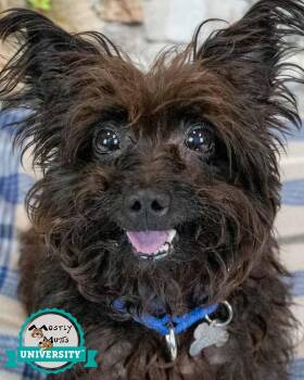 Yorkshire Terrier and Poodle Dogs Available for Adoption in Kennesaw, Georgia - Sirius | PetCurious