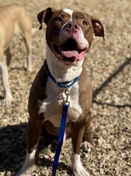 Mixed Breed Dogs Available for Adoption in West Chester, Pennsylvania - Blaze | PetCurious